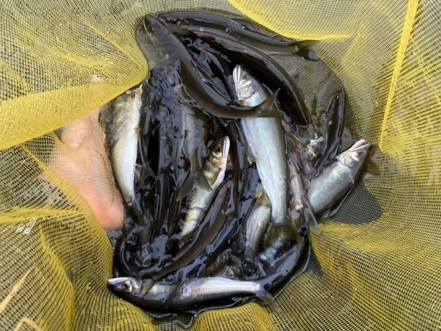 フロロ0175泳がせ釣りで長良川鮎を釣る | 釣具のイシグロ | 釣り